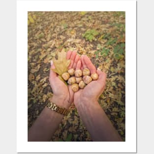 picking oak acorns Posters and Art